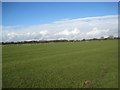 Grazing land near Bygate