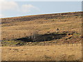 NY9641 : Mine shaft (disused) on Reahope Moor by Mike Quinn