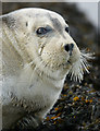 HP6309 : Bearded Seal (Erignathus barbatus), Baltasound marina by Mike Pennington