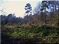 TL0401 : Glade with Scots pine, Chipperfield Common by Graham Hale