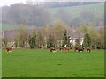 Llamas, Furzelease Farm