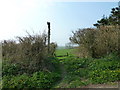 Spring flowers at the top of Church Lane