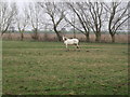 Grazing land, Newsholme