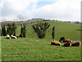 Cattle alongside the Tullynasoo Road