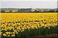 Daffodil field near Whistling Winds Farm