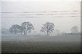 Trees in mist