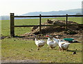 2011 : Geese at Broomclose Corner