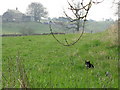 Cat in the long grass