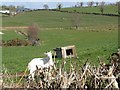 A goat on the Drumlee Road