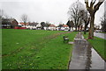 Crocuses, Denning Avenue