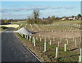 Landscaping of the Alderley Edge bypass