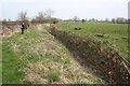 Newly laid hedge near Lower Huxley Farm