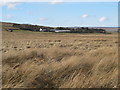 Moorland between Black Cleugh and Farney Shield