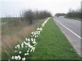 Immingham in Bloom