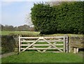 Pinfold - Tong Lane