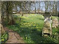 Churchyard, Chawleigh