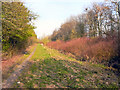 Path Alongside Birchwood Brook