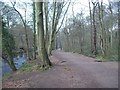 Woodland Path by the River Don