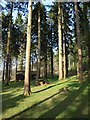 Picnic table, Eggesford Forest