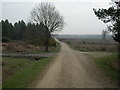 Holt Heath, forestry road junction