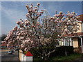 SX9065 : Magnolia, Old Woods Hill, Torquay by Derek Harper