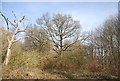 TQ5944 : Oak tree, Quarry Wood by N Chadwick