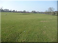 Sheep pasture near Trefonen