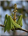 Horse chestnut, Cary Park