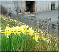 Wild daffodils by the M50