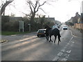 Horse crossing the A3054