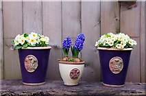 ST8893 : Spring plants for sale at Highgrove by Steve Daniels