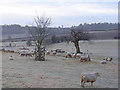 Pasture, West Wycombe