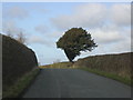 Lone Yew Tree, Silk Mill Lane