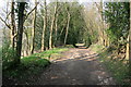 Bridleway, Sutton Abinger