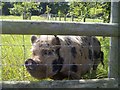 Friendly porker