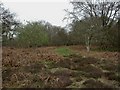 Week Wood, forestry track