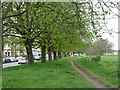 Horse Chestnut trees, Wanstead Flats