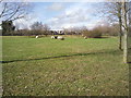 Sheep grazing at London Wetland Centre