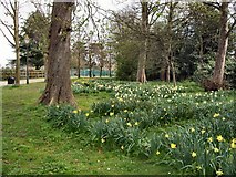 TQ1730 : Daffodils near South of Horsham Park by Paul Gillett