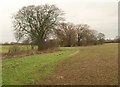 Field, Aspley Guise