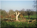 Cut-down tree in Shrewsbury Park