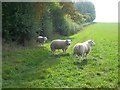 Sheep on Crimscote Downs