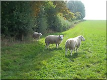 SP2246 : Sheep on Crimscote Downs by Michael Dibb