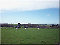 Sheep above Lower House