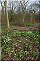 TL8727 : Wild Flowers & Chalkney Wood by Glyn Baker