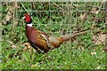 Pheasant and Forget-Me-Nots