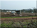 Pigs and piglets opposite Cootham farmhouse