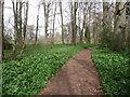 ST9700 : Kingston Lacy: woodland walk by Chris Downer