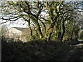 SX7751 : Hedge bank by Oak Tree Farm, Stanborough  by Robin Stott