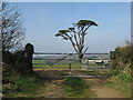 Field gate near East Taphouse